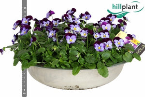 Viola ‘Denim Jump’ – 36cm Pot