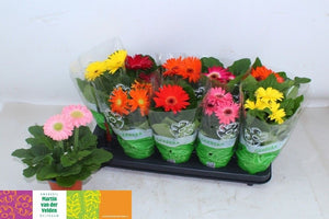 Mixed Gerbera Flowering Houseplant – 12cm Pot