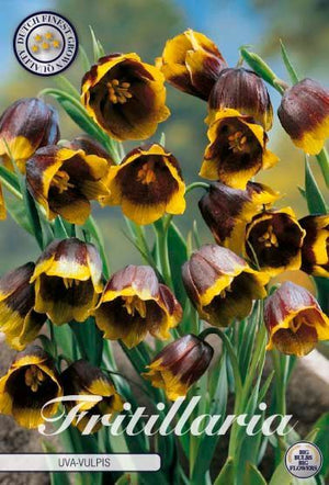 Fox’s Grape Fritillary Bulbs (Fritillaria uva-vulpis) – Pack of 10