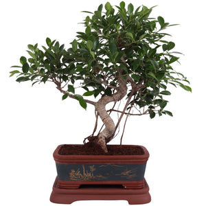 Indoor Ficus Bonsai with S-Shaped Trunk – 40cm Pot