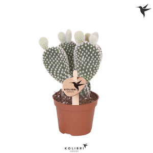 Bunny Ears Cactus (Opuntia microdasys albispina) – 6cm Pot