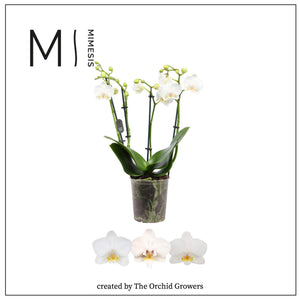 White Phalaenopsis Orchid – 4 Stem, 12cm Pot