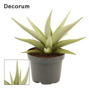 Sansevieria 'Crown' – 9cm Pot, Approx. 15cm High