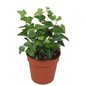 English Ivy (Hedera helix) – 9cm Pot