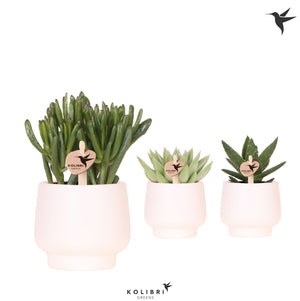 Mixed Succulent Collection – 9cm Ceramic Scandic White Pot