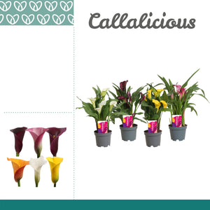 Mixed Zantedeschia Calla Lily – 10.5cm Pot