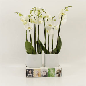 White Phalaenopsis Orchid – 12cm Pot, 65cm High