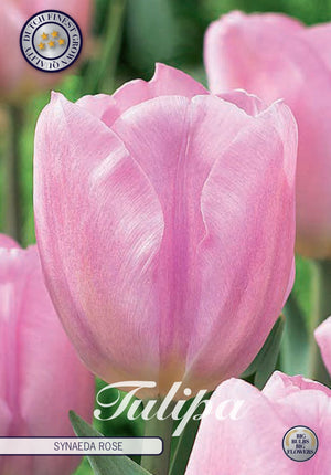 Tulip ‘Synaeda Amor’ Triumph Bulbs – 10 Pack