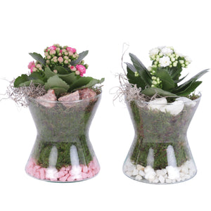 Year-Round Indoor Plant Arrangement in Glass Hourglass – 13cm