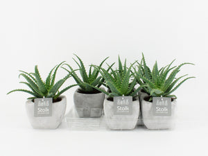 Aloe arborescens – 11cm Ceramic Stone Pot