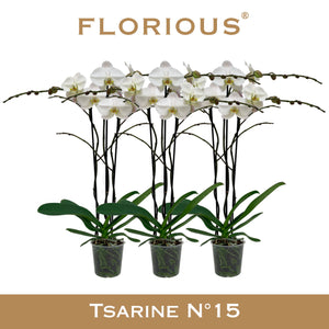 White Phalaenopsis Orchid – 3 Stem, 15cm Pot