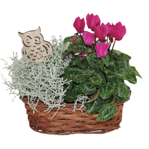 Oval Wicker Plant Arrangement – 25cm Pot