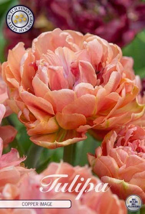 Copper Image Double Late Tulip Bulbs – 7 Bulbs