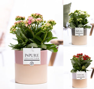 Mixed Kalanchoe Double Flowering Plant – 12cm Pot