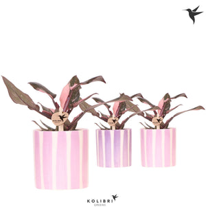 Philodendron Pink Princess Marble – 9cm Pot