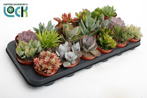 Mixed Succulent Plant – 8.5cm Pot