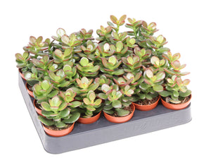Miniature Jade Plant (Crassula ovata 'Minor') – 5.5cm Pot