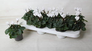 Pale Pink Cyclamen persicum – 9cm Pot