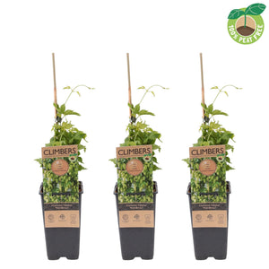 Nordbrau Hops (Humulus lupulus) – 15cm Pot
