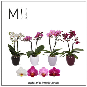 Mixed Phalaenopsis Orchid – 2 Stems, 7cm Ceramic Pot