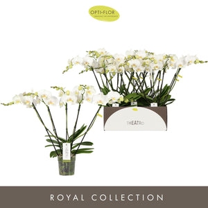 White Phalaenopsis Orchid ‘Theatro Jazz Classico’ – 12cm Pot