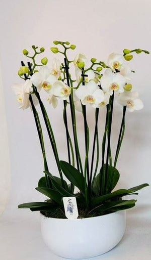 White Phalaenopsis Orchid – 6 Stem, 26cm Ceramic Pot