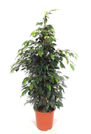 Ficus benjamina ‘Danielle’ Weeping Fig – 27cm Pot