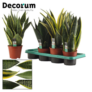 Mixed Sansevieria trifasciata – 14cm Pot, 40cm High