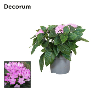White Pentas ‘Starcluster’ – 13cm Pot