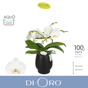 White Phalaenopsis Orchid – 2 Stem, 12cm Pot