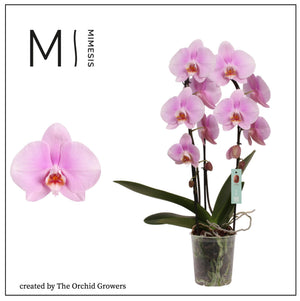Pink Phalaenopsis Orchid – 2 Stem, 12cm Pot