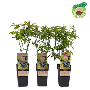 Patriot Blueberry Plant (Vaccinium) – 15cm Pot