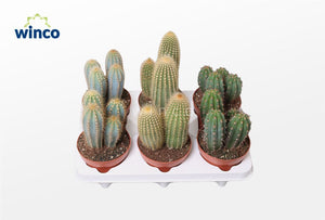 Mixed Cactus Collection – 12cm Pot, Approx. 25cm High