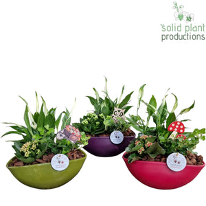 Eyleen Autumn Mix Plant Arrangement – 22cm Ceramic Boat