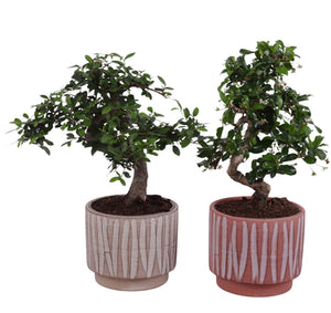 Indoor Bonsai Tree in Inca Ceramic Pot – 14cm