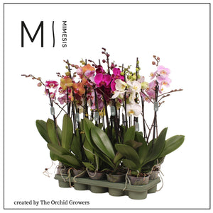 Mixed Phalaenopsis Orchid – 3 Stems, 12cm Pot