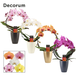 Mixed Phalaenopsis Orchid Collection – 12cm Pot