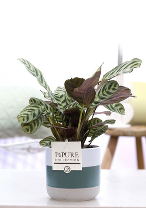 Ctenanthe Burle Marxii ‘Louise’ – 12cm Pot