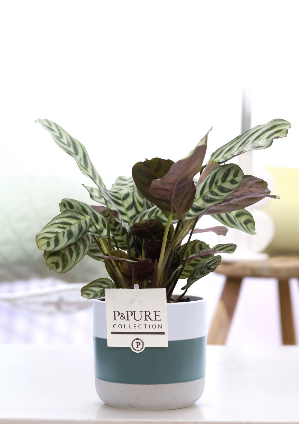 Ctenanthe Burle Marxii ‘Jade’ – 12cm Pot