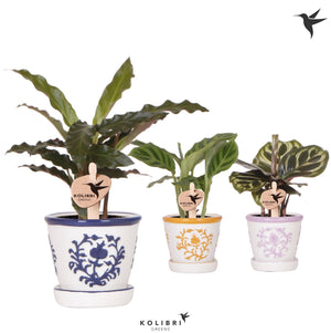 Mixed Calathea Houseplant – 6cm Pot