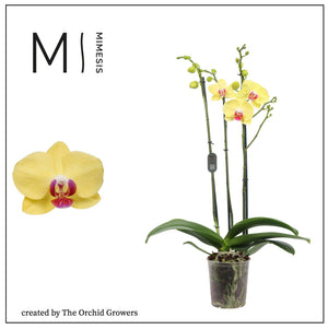 Phalaenopsis Orchid 'Miraflore' – 12cm Pot, 70cm