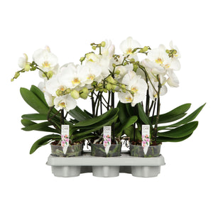 White Phalaenopsis Orchid – 12cm Pot, 55cm High