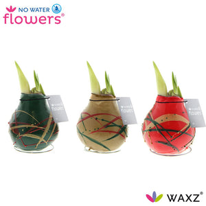 Waxed Hippeastrum ‘Art Munch’ Bulb