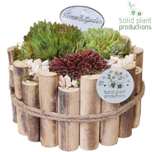 Large Sempervivum Arrangement – 24cm Wooden Pot