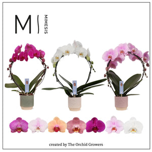 Mixed Phalaenopsis Orchid – 2 Stem, 12cm Ceramic Luna Pot