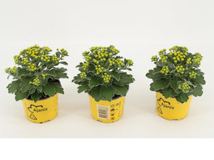 Ajania pacifica ‘Silver & Gold’ – 10.5cm Pot