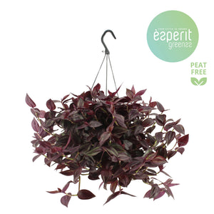 Tradescantia ‘Red Jewel’ – 17cm Pot
