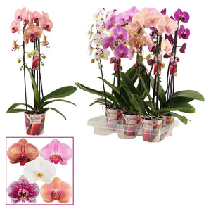 Mixed Phalaenopsis Orchid – 2 Stem, 12cm Pot