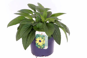 Black-Eyed Susan ‘Goldsturm’ (Rudbeckia fulgida) – 17cm Pot