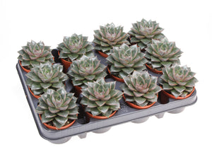 Echeveria purpusorum Succulent – 8.5cm Pot